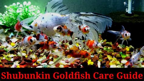 Shubunkin Goldfish Care Guide .